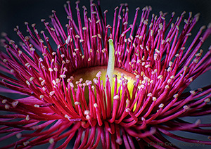 Flowering Gum